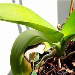 Identifying Unhealthy Orchids: Key Signs and Care Tips