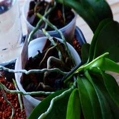 Effective Strategies to Boost Humidity for Your Orchids