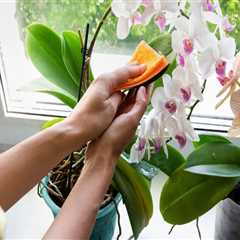 Essential Tips for Keeping Your Orchid Leaves Clean and Healthy