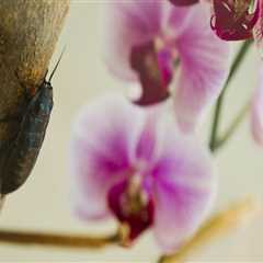 Essential Orchid Care Tips: Identifying and Managing Common Pests