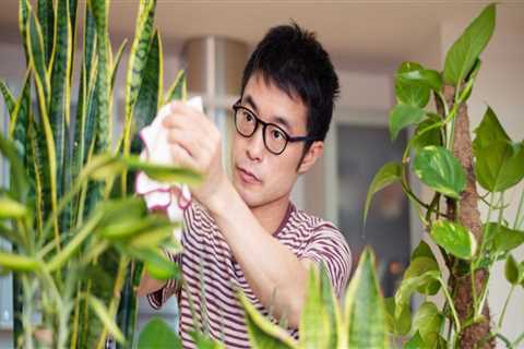 Essential Tips for Ensuring Your Indoor Plants Get the Nutrients They Need