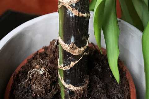 Identifying Root Rot in Indoor Plants: Signs and Solutions