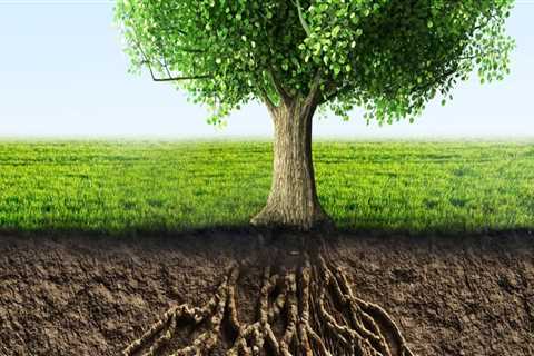 The Role of Tree Management in Erosion Control and Soil Preservation