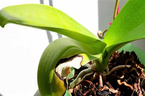 Identifying Unhealthy Orchids: Key Signs and Care Tips