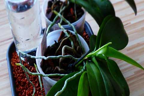 Effective Strategies to Boost Humidity for Your Orchids