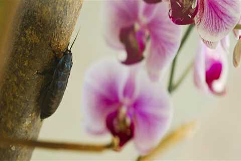Essential Orchid Care Tips: Identifying and Managing Common Pests