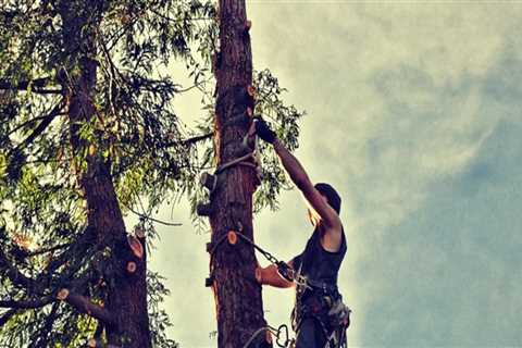 Urban Forestry & Safe Tree Removal in Virginia Beach