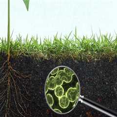 The Essential Role of Microorganisms in Enhancing Soil Fertility