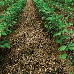 Enhancing Soil Fertility: Common Cover Crops and Their Benefits