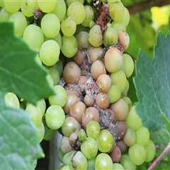 Understanding Common Pests and Diseases in Grape Farming