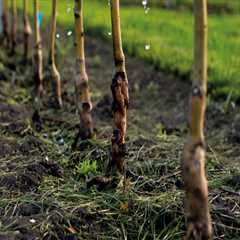 Essential Watering Practices for Successful Grape Farming