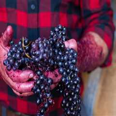 Exploring Traditional Wine-Making Techniques from Grapes