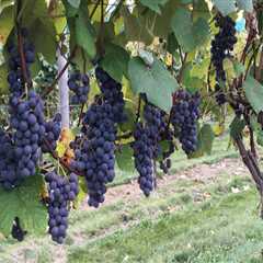 Understanding the Ideal Climate for Successful Grape Farming