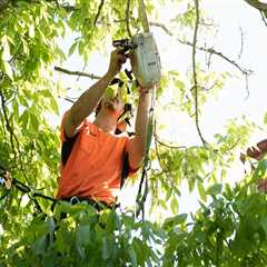Understanding Regulations and Permits for Tree Branch Removal