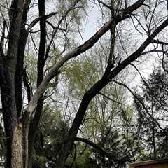 Should You Remove a Tree Branch Yourself or Hire a Professional?