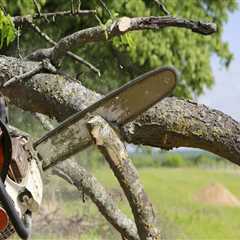 Essential Tips for Caring for Your Trees After Branch Removal
