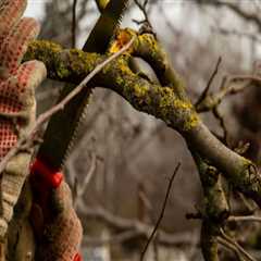 Understanding Tree Branch Removal: Do You Need to Remove All Dead Branches?