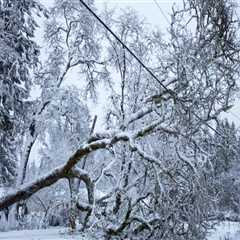 What to Do When a Tree Branch Falls on a Power Line: Essential Steps for Safety and Removal