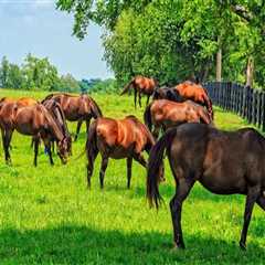 The Role of Soil Testing in Effective Pasture Management