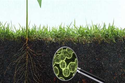 The Essential Role of Microorganisms in Enhancing Soil Fertility
