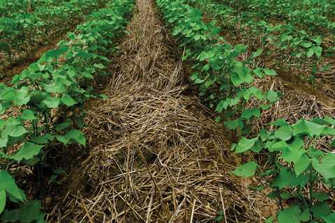 Enhancing Soil Fertility: Common Cover Crops and Their Benefits