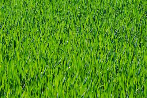 Sustainable Garden Practices and Lawn Mowing Costs in Northern VA
