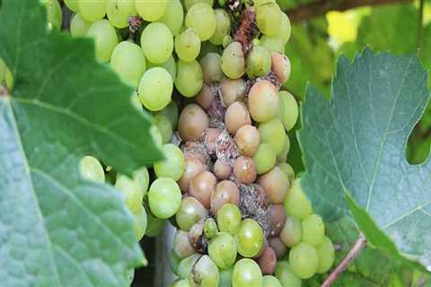 Understanding Common Pests and Diseases in Grape Farming