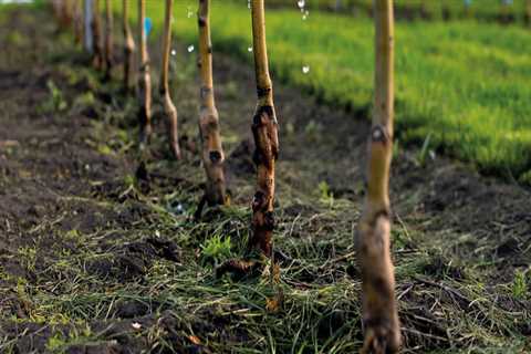 Essential Watering Practices for Successful Grape Farming