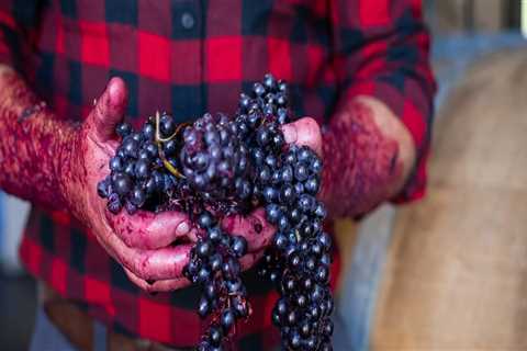 Exploring Traditional Wine-Making Techniques from Grapes