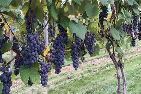 Understanding the Ideal Climate for Successful Grape Farming