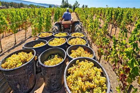 Essential Practices for Storing Grapes After Harvest