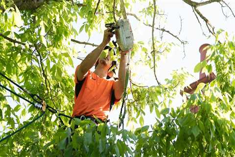 Understanding Regulations and Permits for Tree Branch Removal