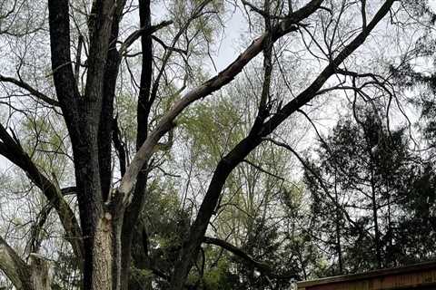 Should You Remove a Tree Branch Yourself or Hire a Professional?