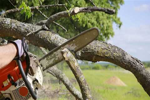 Essential Tips for Caring for Your Trees After Branch Removal