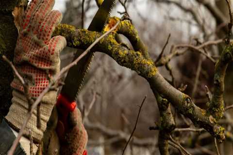 Understanding Tree Branch Removal: Is It Better to Do It All at Once or in Stages?