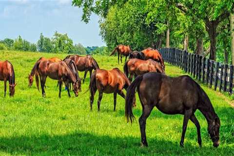 Effective Strategies for Rotating Pastures in Sustainable Management