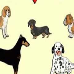 Understanding the Differences Between Artificial and Natural Selection in Animal Breeding