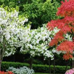 Exploring Popular Trees for Ornamental Gardening