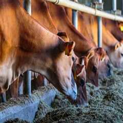 The Critical Role of Animal Nutrition in Effective Animal Husbandry
