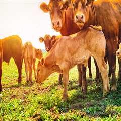 The Role of Animal Breeding in Advancing Livestock Quality in Animal Husbandry