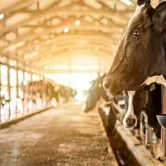Understanding the Nutritional Needs of Dairy Cows in Modern Dairy Farming