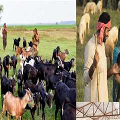 The Impact of Cultural Beliefs and Traditions on Animal Husbandry Practices