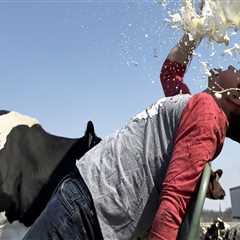 Effective Marketing Strategies for Dairy Farmers