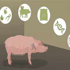 Exploring the Effects of Globalization on Animal Husbandry Practices