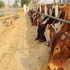 Understanding the Challenges Faced by Animal Husbandry Farmers
