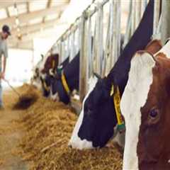 Understanding the Role of Livestock Farmers in Animal Husbandry