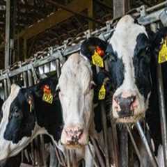 How Dairy Farms Enrich Their Local Communities