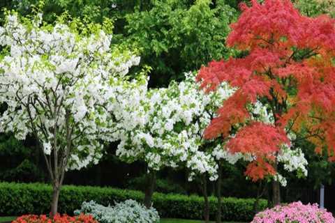 Exploring Popular Trees for Ornamental Gardening