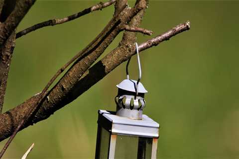 Enhance Your Outdoor Space with Tree Management & Lighting