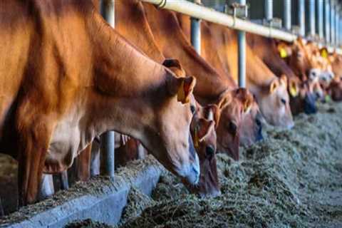 The Critical Role of Animal Nutrition in Effective Animal Husbandry
